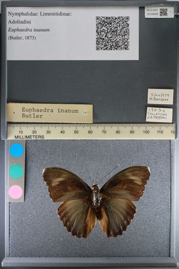 Media type: image;   Entomology 195039